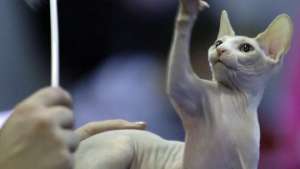 Кузбасские приставы арестовали котенка редкой породы. Фото: РИА Новости