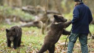 Медвежата Миша и Маша в зоопарке Берна. Фото: РИА Новости