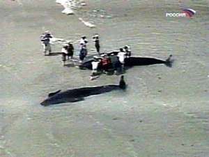 Местные биологи уже отказались от попыток спасти этих млекопитающих из семейства китов-пилотов, поскольку &quot;животные слишком слабы и находятся в критическом состоянии&quot;. Фото: http://www.rutv.ru/