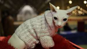 Кот породы сфинкс. Фото: РИА Новости