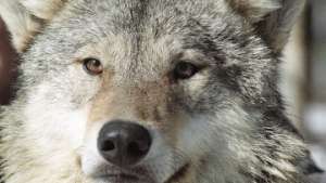 Голодные волки атаковали город на юге Кольского полуострова/ Фото: РИА Новости