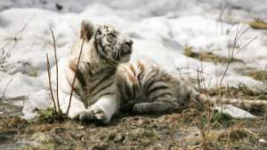 Снег осложнил поиски тигренка-сироты в Приморье. Фото: РИА Новости