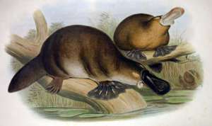 В своей статье Шанявский также говорит о том, что на Земле не так много ядовитых животных. При этом всех тех, кто таковыми является, можно считать примитивными (на иллюстрации один из примеров – утконос) (иллюстрация John Gould).