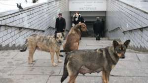 Сильные морозы загнали московских бродячих собак &quot;под землю&quot;. Фото: РИА Новости