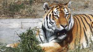 Начался учет популяции амурского тигра на Дальнем Востоке. Фото: РИА Новости