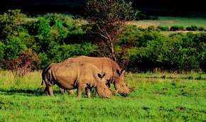 Чешские носороги возродят африканскую популяцию | Фото: Getty Images / http://www.mignews.com