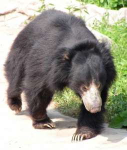 Медведь-губач. Фото: http://www.bearworld.ru