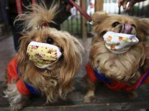В США впервые зарегистрирован случай заболевания гриппом H1N1 домашней собаки. Фото: http://weblogs.baltimoresun.com/