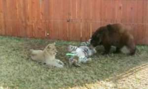 Неразлучные друзья - лев Лео, тигр Шер Хан и медведь Балу. Кадр РИА Новости