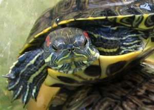 Красноухая черепаха. Фото: http://www.povodok.ru