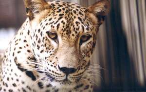 Переднеазиатский леопард. Фото: http://regnum.ru
