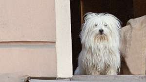 Бездомных собак в Мехико каждый год становится больше на 128 тысяч. Фото: РИА Новости
