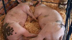 Новый очаг африканской чумы свиней зарегистрирован в Северной Осетии. Фото: РИА Новости