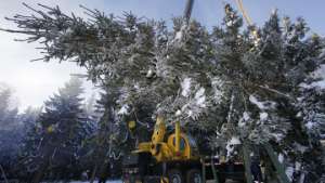 Главная новогодняя ель России спилена на территории лесничества в Московской области. Фото: РИА Новости
