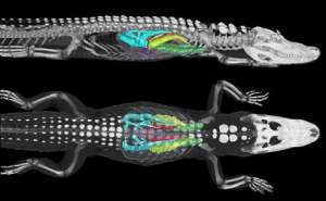 Для проверки своей теории специалисты исследовали как мёртвых, так и живых рептилий. В тела последних имплантировались датчики (фото C. G. Farmer).