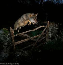 &quot;Волк из сказки&quot;. Хосе Луис Родригес. Фото: http://www.nhm.ac.uk/