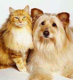 Кот и пес. Фото из открытых источников сети Интернет