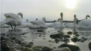 Лебеди. Фото: РИА Новости