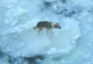 Пес проплыл на дрейфующей льдине 120 км. Фото: РИА Новости