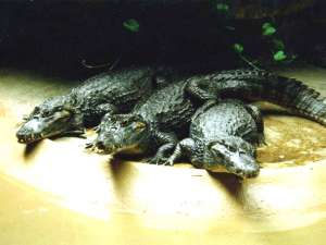 Крокодилы. Фото: http://i.ua