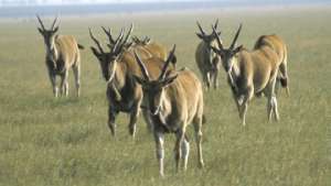 Около 50 мигрирующих из Монголии антилоп-дзеренов погибло в Забайкалье. Фото: РИА Новости