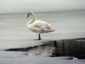 Лебеди. Фото: РИА Новости