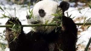 В Пекин из Вашингтона возвращается семейство панд. Фото: РИА Новости