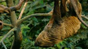 Сова в Панаме убила ленивца, спустившегося с дерева в туалет. Фото: РИА Новости