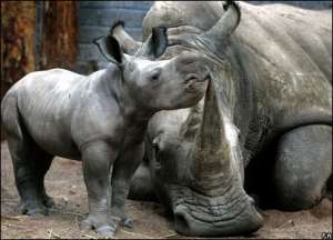 Белый носорог. Фото: http://bbc.co.uk