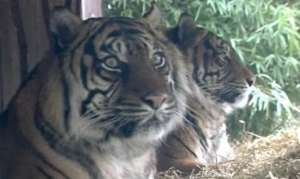 Влюбленные тигры. Фото: РИА Новости