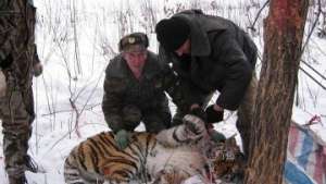 Нападавшую на лошадей тигрицу в Приморье &quot;переселили&quot; в глухую тайгу. Фото: РИА Новости