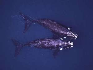 Антарктические киты. Фото с сайта utah.edu