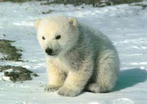Белые медведи. Фото: http://basik.ru