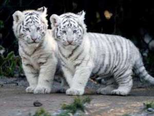 Белые тигрята. Фото: ed-olesha.ya.ru