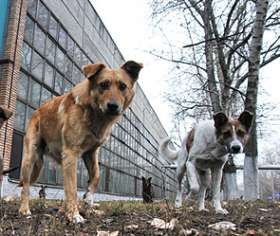 Бродячие собаки. Фото: http://dni.ru