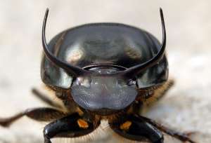 Onthophagus taurus. Фото: http://scienceblogs.com