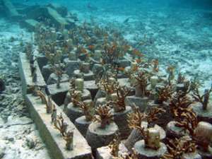 Коралловые рифы могут полностью исчезнуть уже через 100 лет. Фото: Вести.Ru