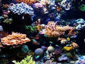 Коралловые рифы. Фото: http://www.treehugger.com/