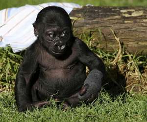Трехмесячный детеныш гориллы по имени Хасани. Фото: http://kam.ru