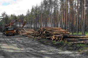 Вырубка леса. Архив. Фото: http://obozrevatel.com