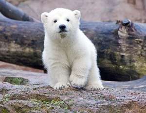 Белый медвежонок. Архив. Фото: http://abcnews.com