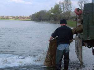 Новый Регион: Более 11 тонн малька рыбы выпустят в Днестр.
