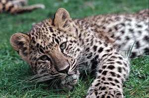 Леопард. Фото из открытых источников сети Интернет