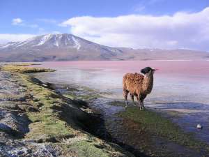 Боливия. Фото из открытых источников сети Интернет