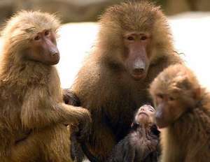 Hamadryas baboons. Фото: http://hauslife.wordpress.com