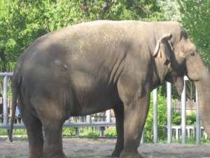 Слон в зоопарке. Фото: http://focus.ua