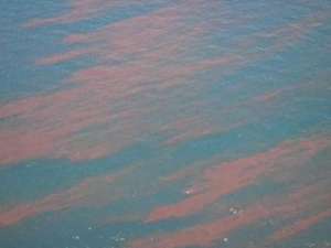 Нефтяное пятно в Мексиканском заливе может вызвать экологическое бедствие. Фото: Вести.Ru