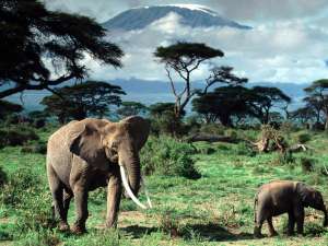 Экологический туризм: наблюдение за слонами в Африке. Фото: http://www.fotoart.org.ua