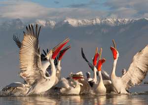 Пеликаны. Фото: http://animalpicture.ru