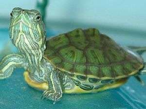 В московских природных заказниках завелись красноухие черепахи. Фото: 1000001.ru